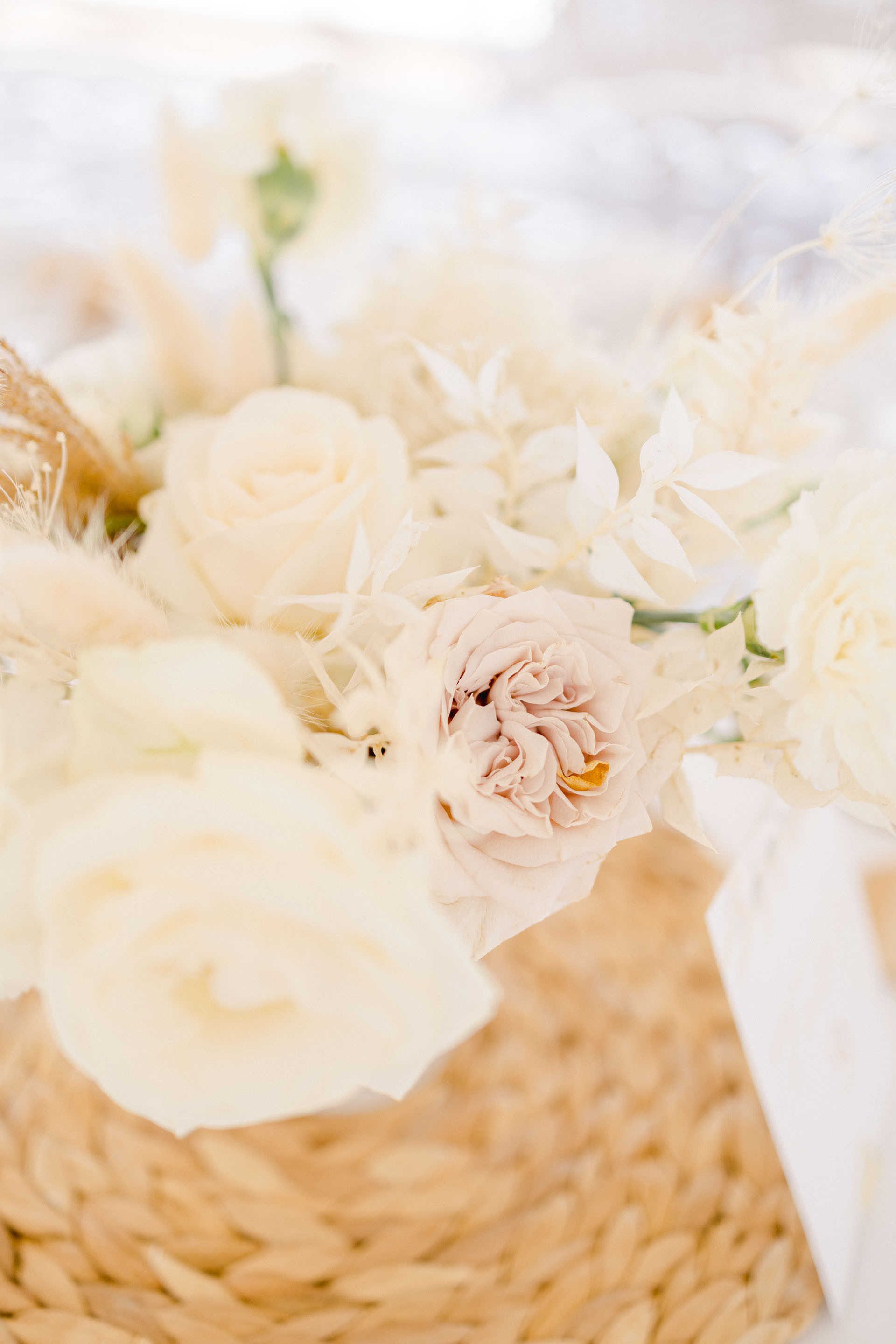 fleur pétale blanc rosiers de jardin composition florale