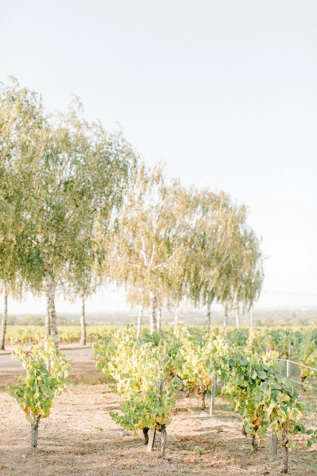 Rangées de vignes verdoyantes bordées d'arbres à feuillage doré sous un ciel lumineux