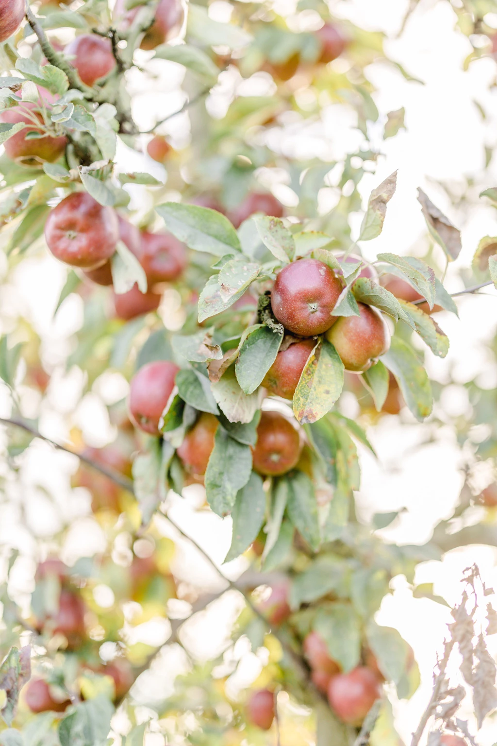Pommes mûres accrochées aux branches d'un pommier aux feuilles vert-de-gris, lumière naturelle douce