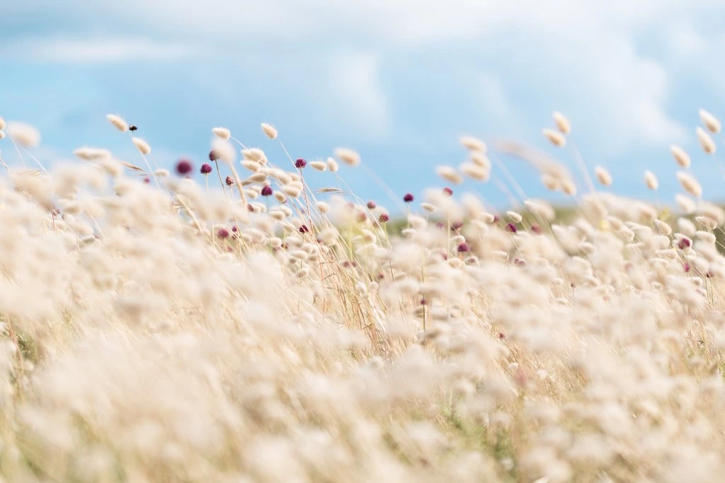 Séance famille en plein air dans un champ de fleurs sauvages sous ciel bleu, capturant la complicité et la tendresse entre proches dans une ambiance lumineuse et intemporelle