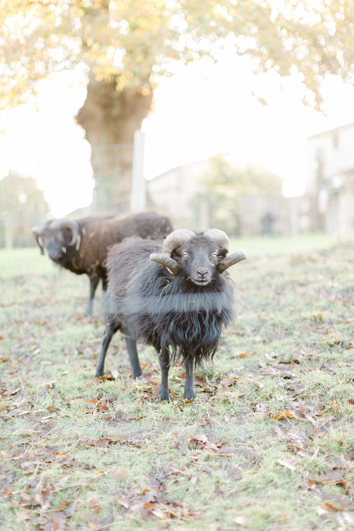 Séance photo animaux en famille : deux chèvres complices dans un jardin ensoleillé, ambiance champêtre et tendresse authentique
