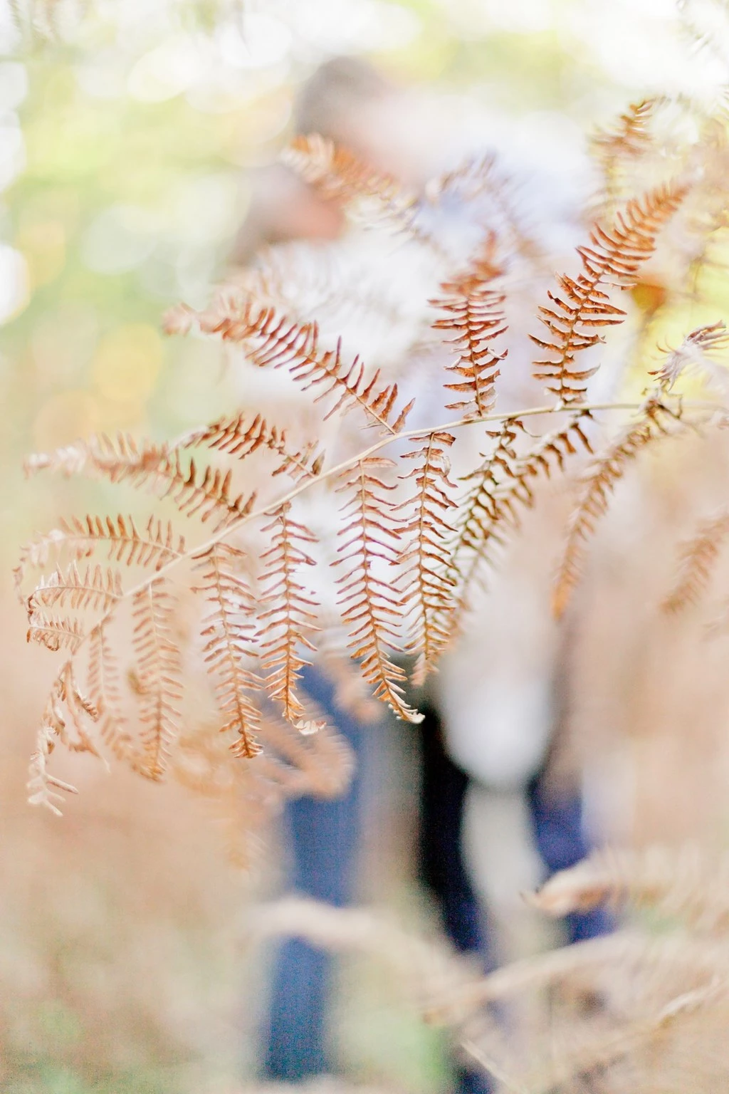 Séance famille en automne : feuilles de fougère dorées au premier plan flou avec couple et enfant en arrière-plan, ambiance chaleureuse et intemporelle