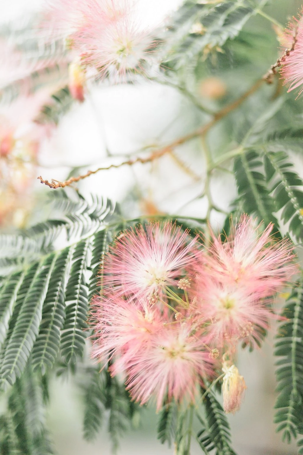Détail botanique avec fleurs roses délicates et feuillage vert, lumière douce et naturelle, composition raffinée et intemporelle