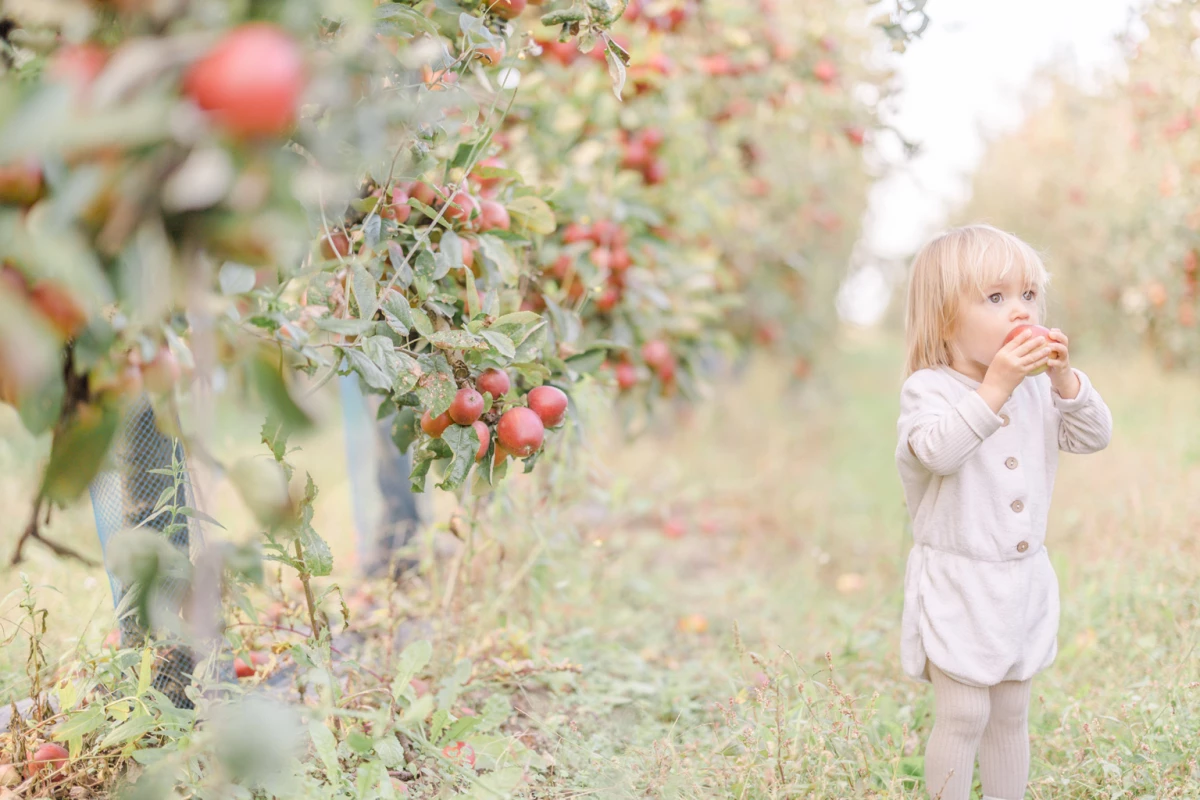 Séance famille en verger automnal : petite fille en robe blanche contemplative parmi les pommiers chargés de fruits rouges, lumière dorée et douce