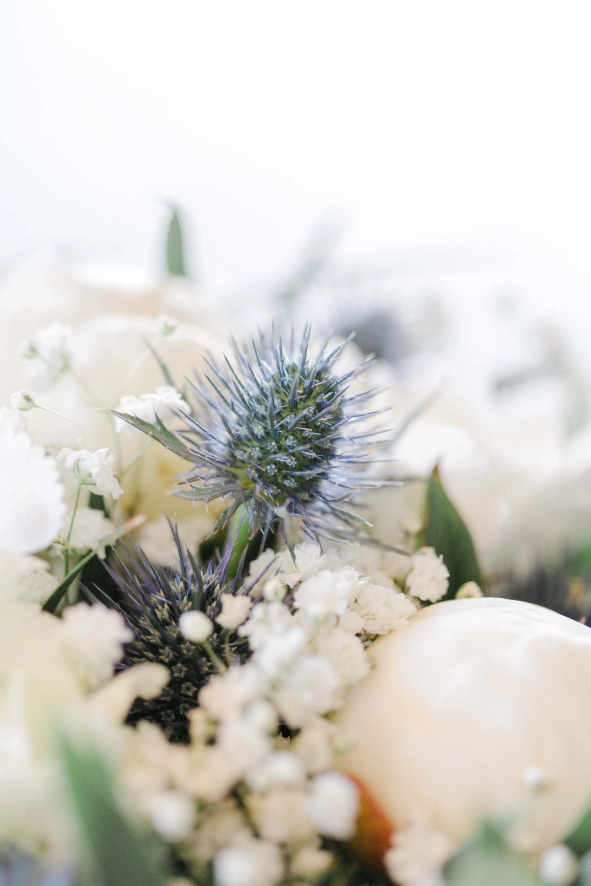 fleur pétale composition florale échinops gris