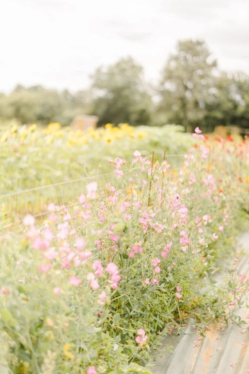 Champ de fleurs roses délicates sous une lumière douce et naturelle dans un jardin champêtre