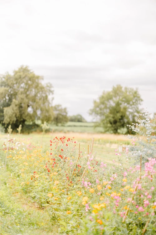 Champ de fleurs sauvages multicolores sous un ciel brumeux avec arbres en arrière-plan