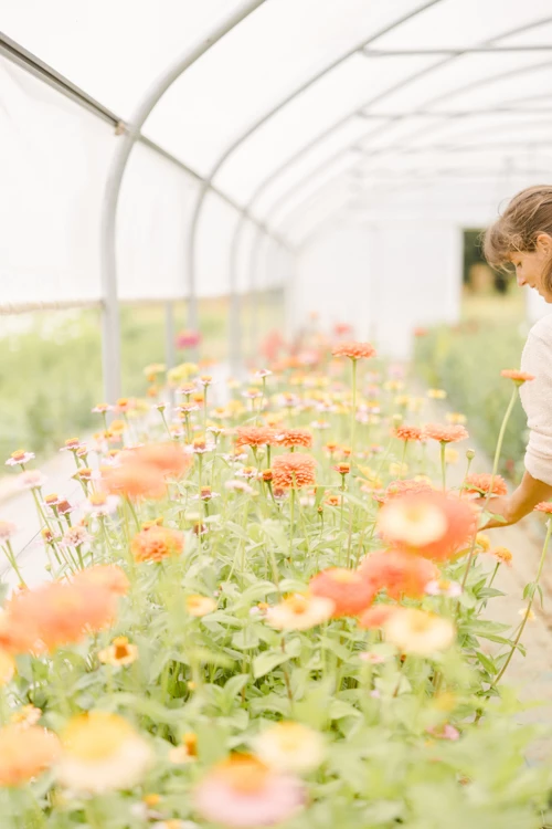 Fleuriste tendant la main vers des zinnias oranges et jaunes cultivés sous serre lumineuse