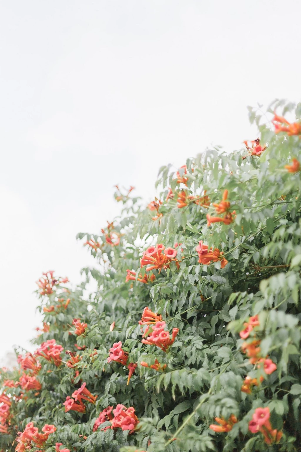 Fleurs orange vibrantes en gros plan dans un jardin luxuriant, ambiance douce et lumineuse, style photographique raffiné et poétique