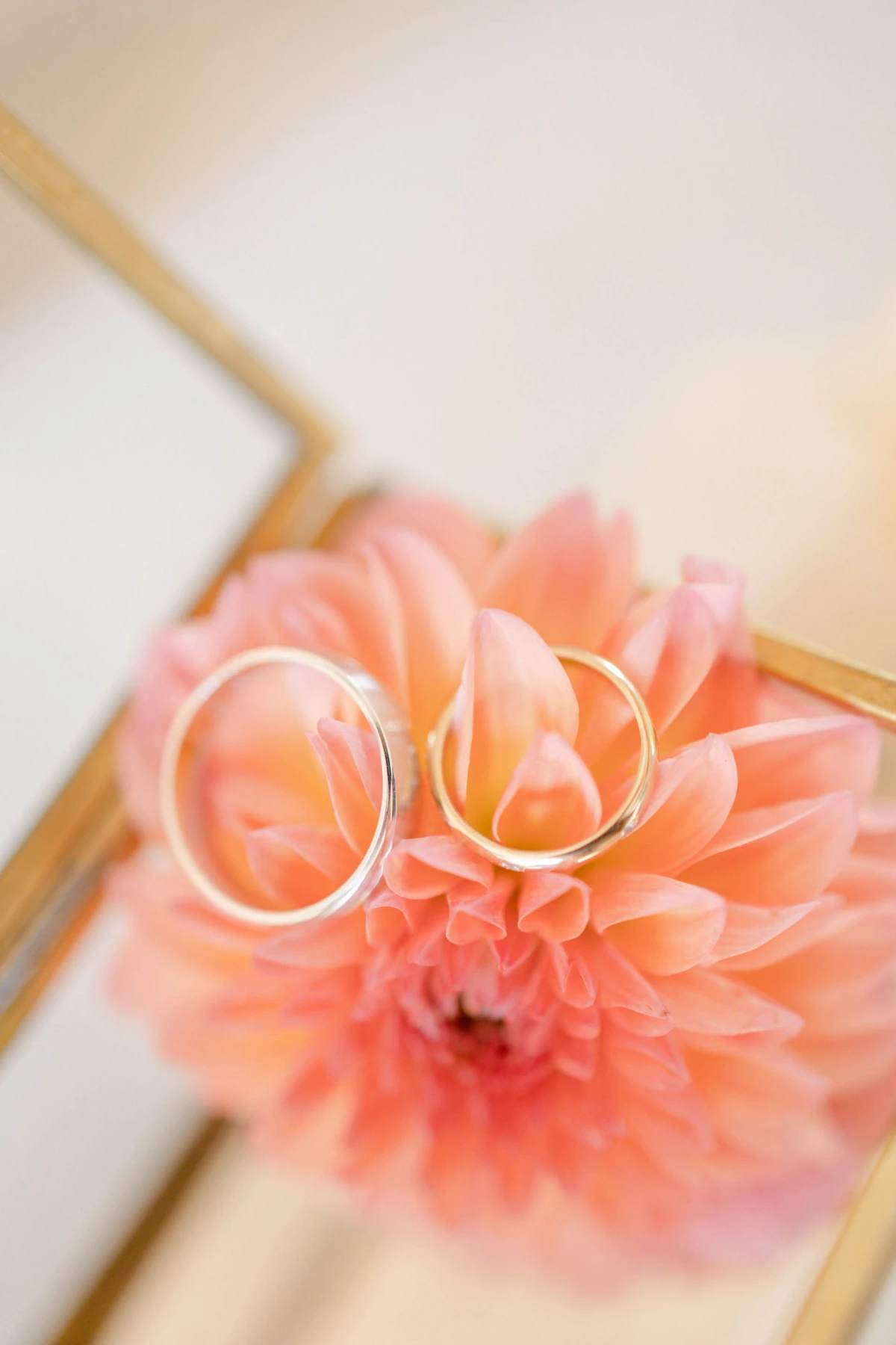 fleur pétale orange rose marron