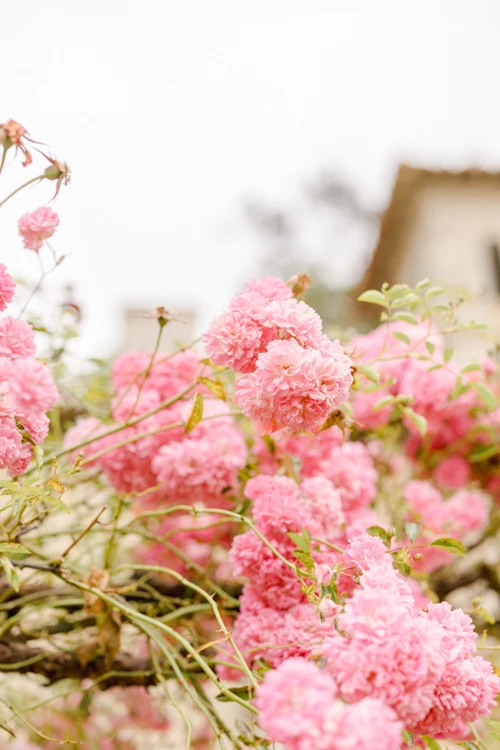 fleur pétale rose marron gris