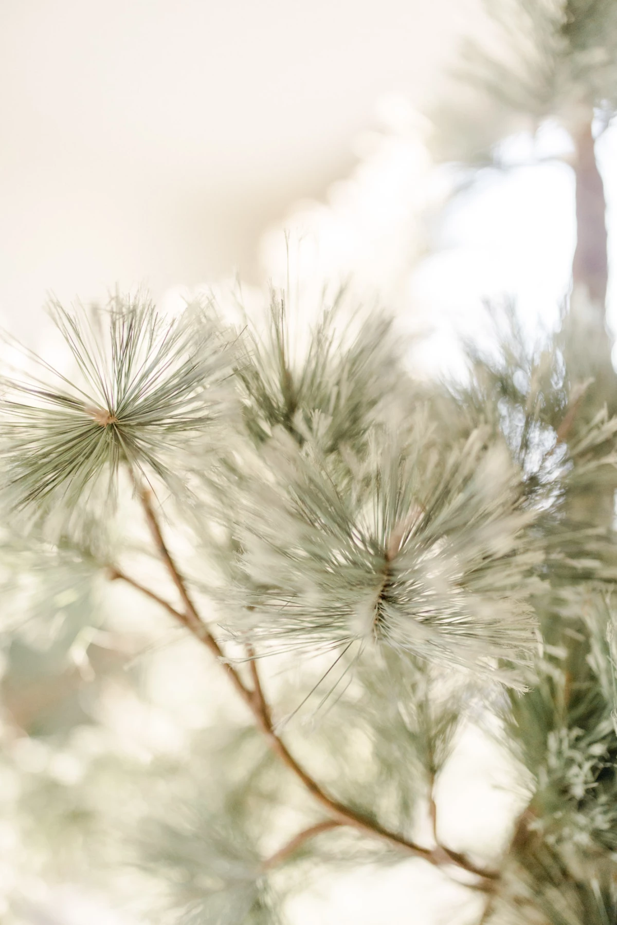 conifères pin gris professionnel