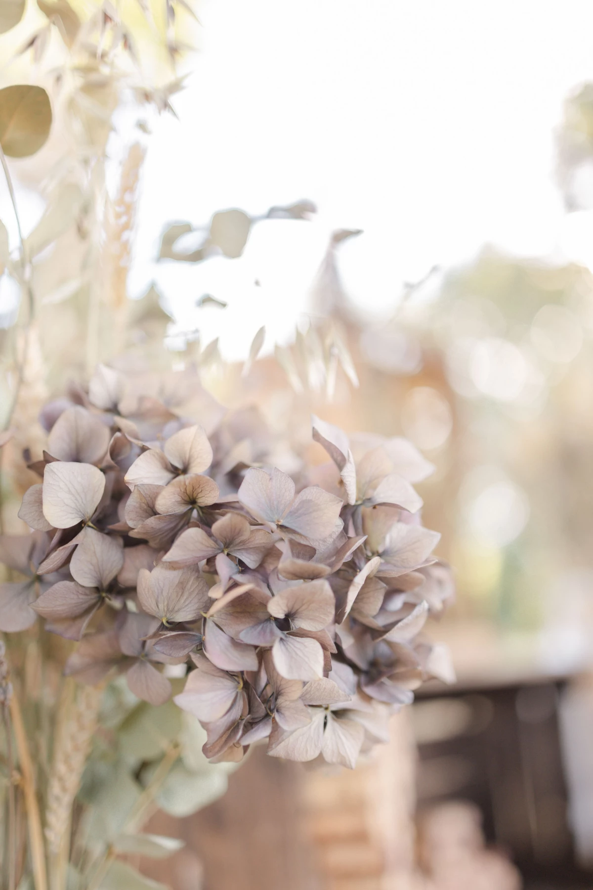 fleur pétale rose composition florale beige