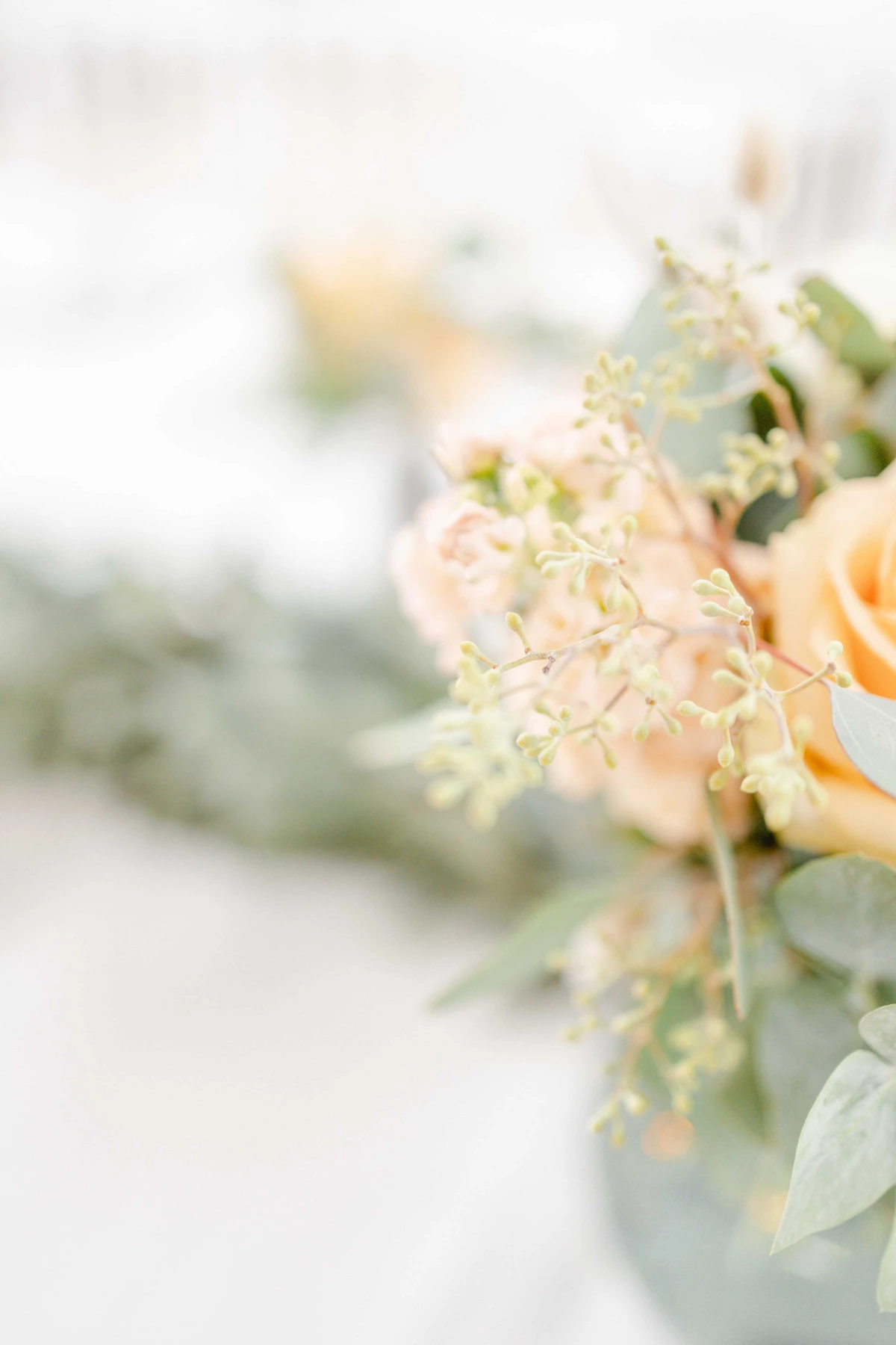 fleur pétale composition florale rosiers de jardin rose