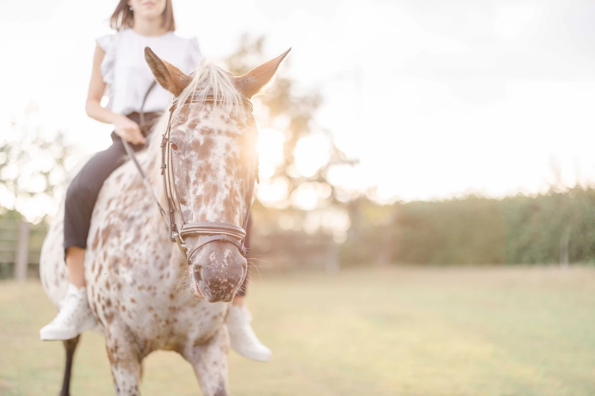 cheval bride gris animal extérieur