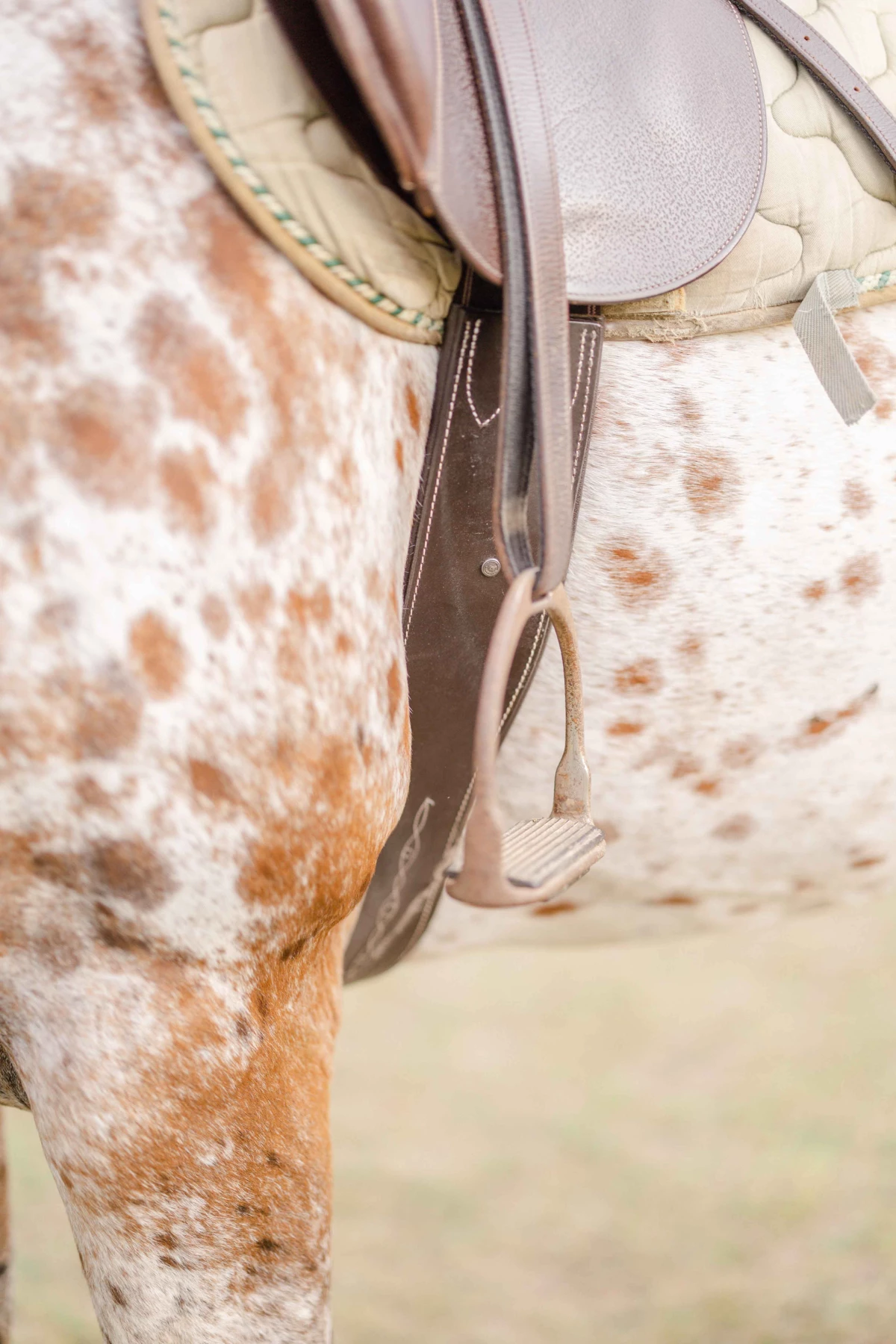 cheval cuir marron gris extérieur