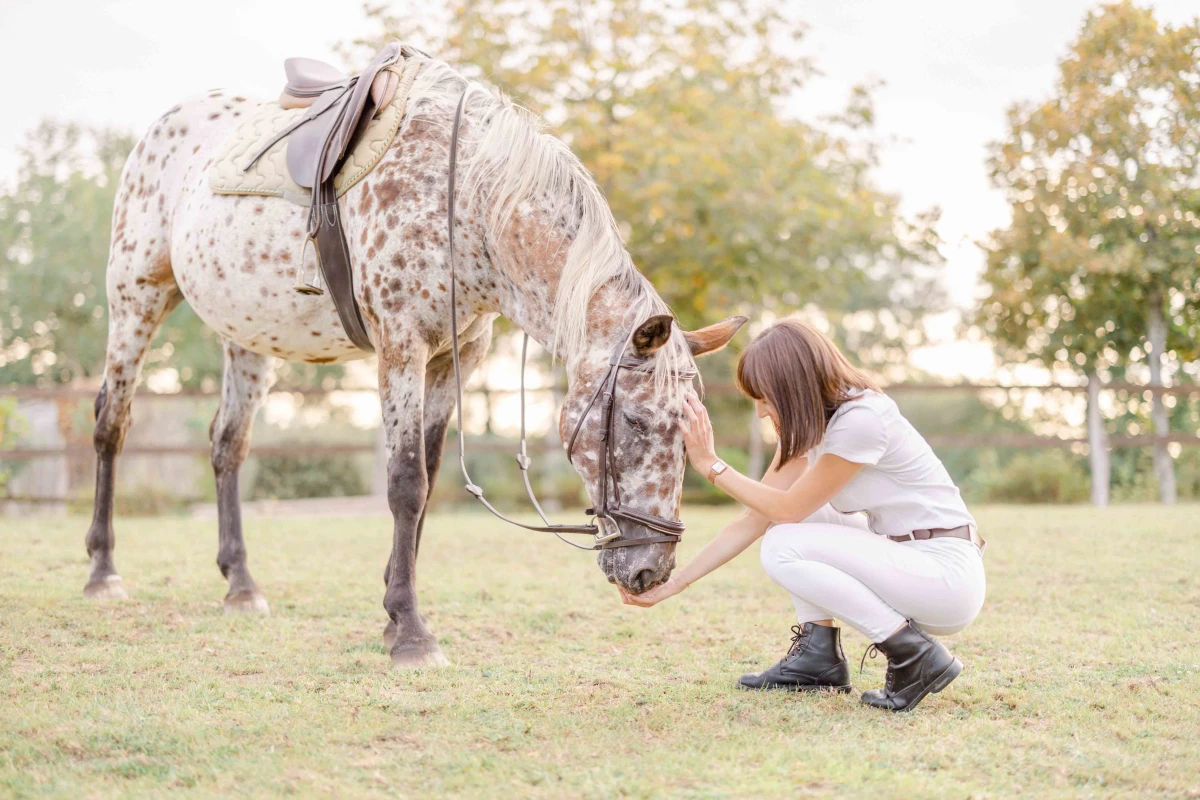 cheval bride gris animal extérieur