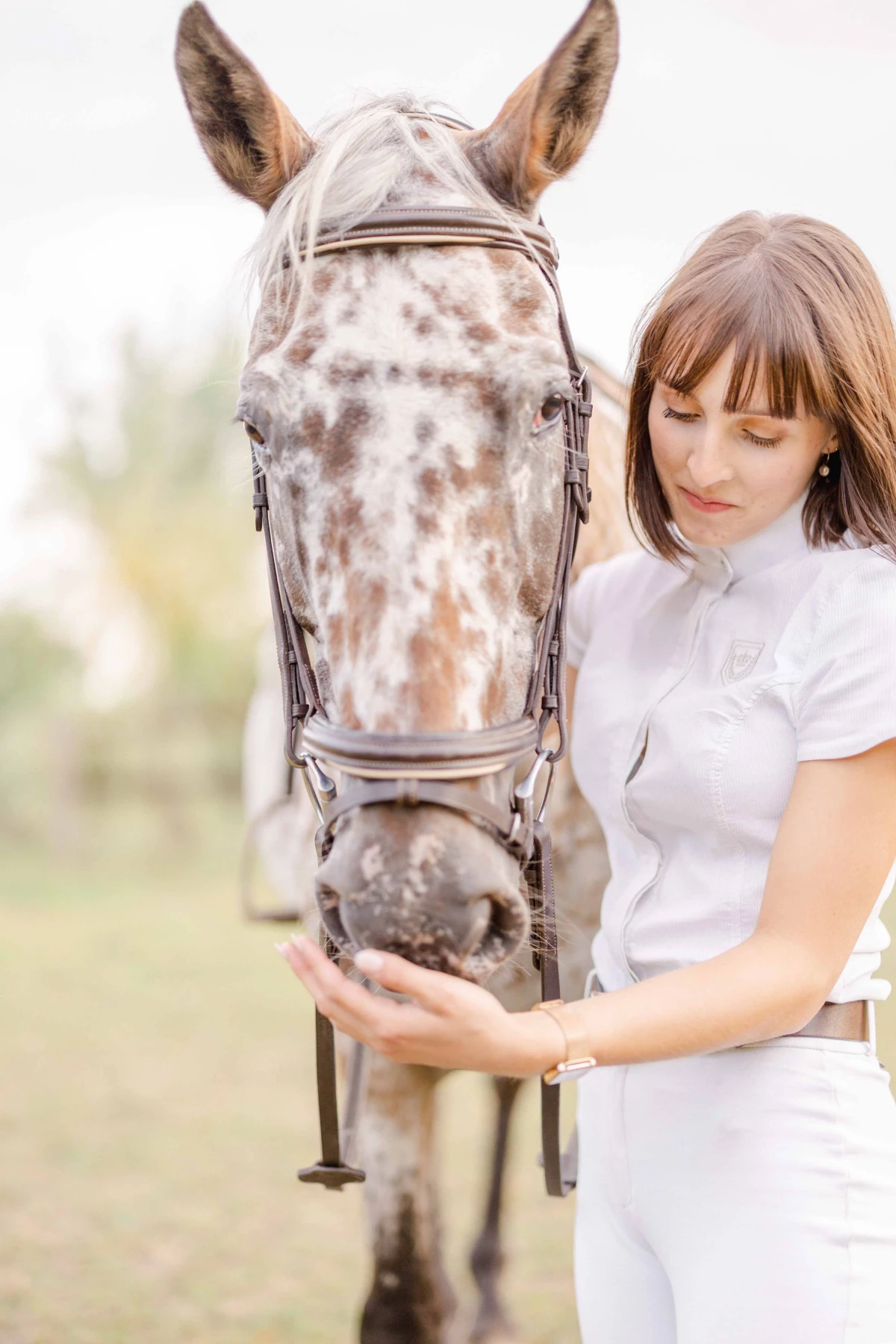 cheval bride marron gris animal