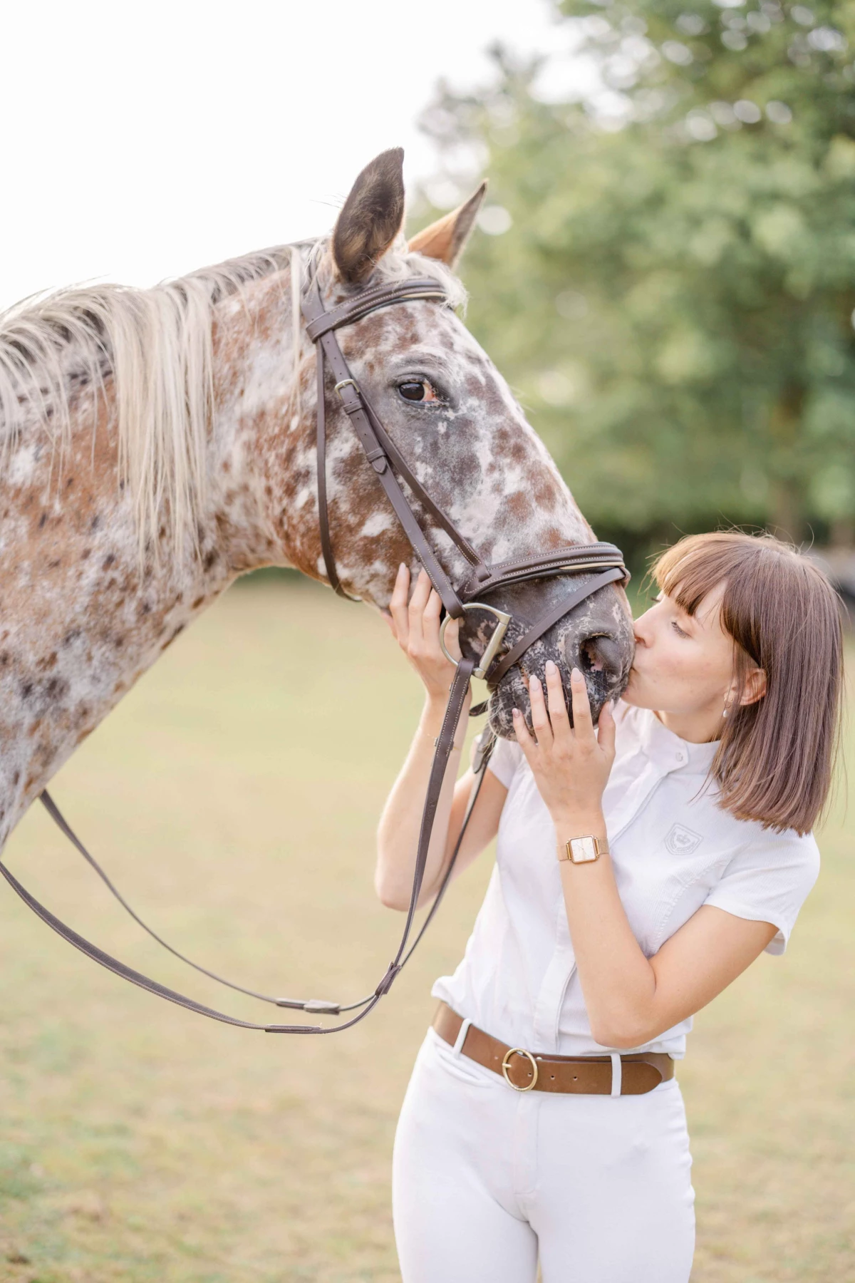 cheval bride gris animal extérieur