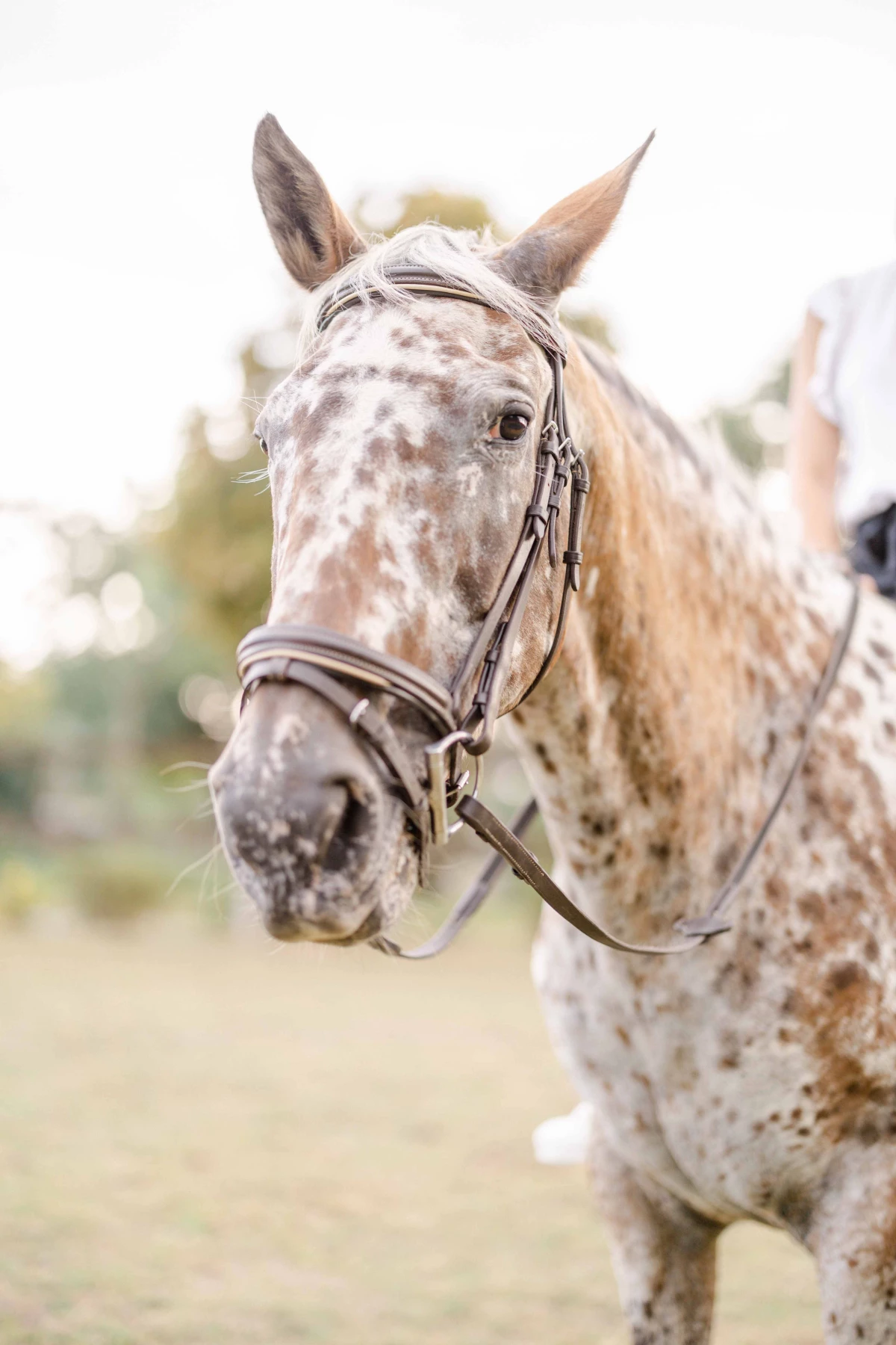 cheval bride gris marron animal