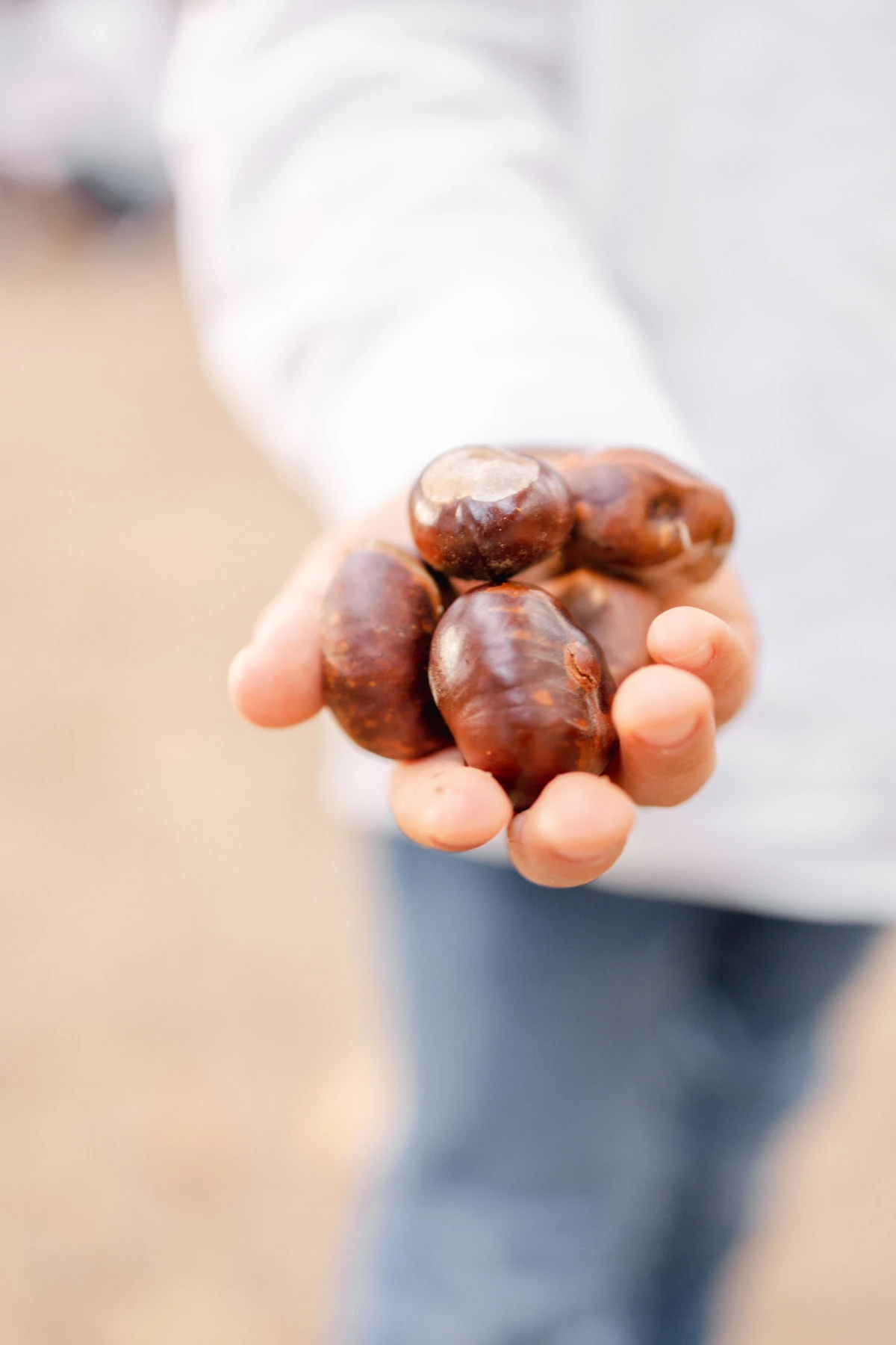 nourriture châtaigne marron gris