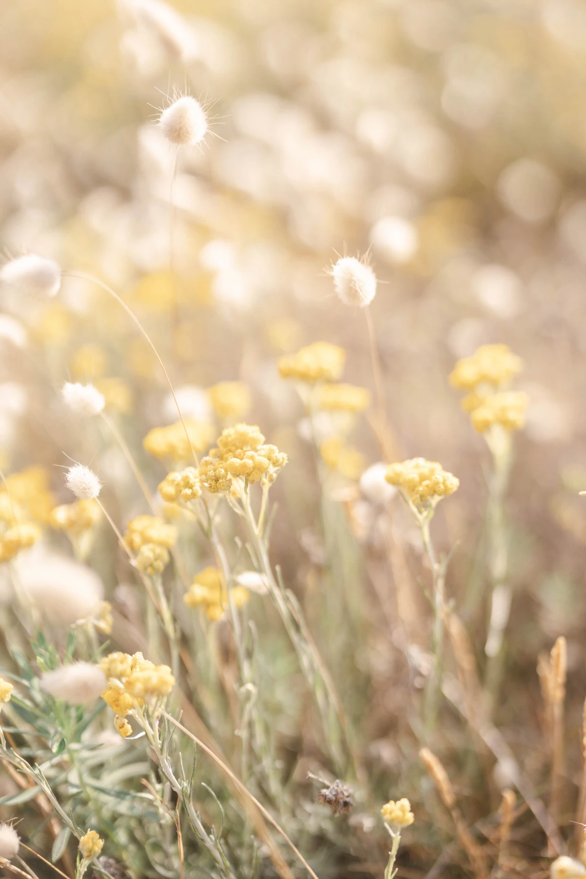fleur marron beige gris fleurs