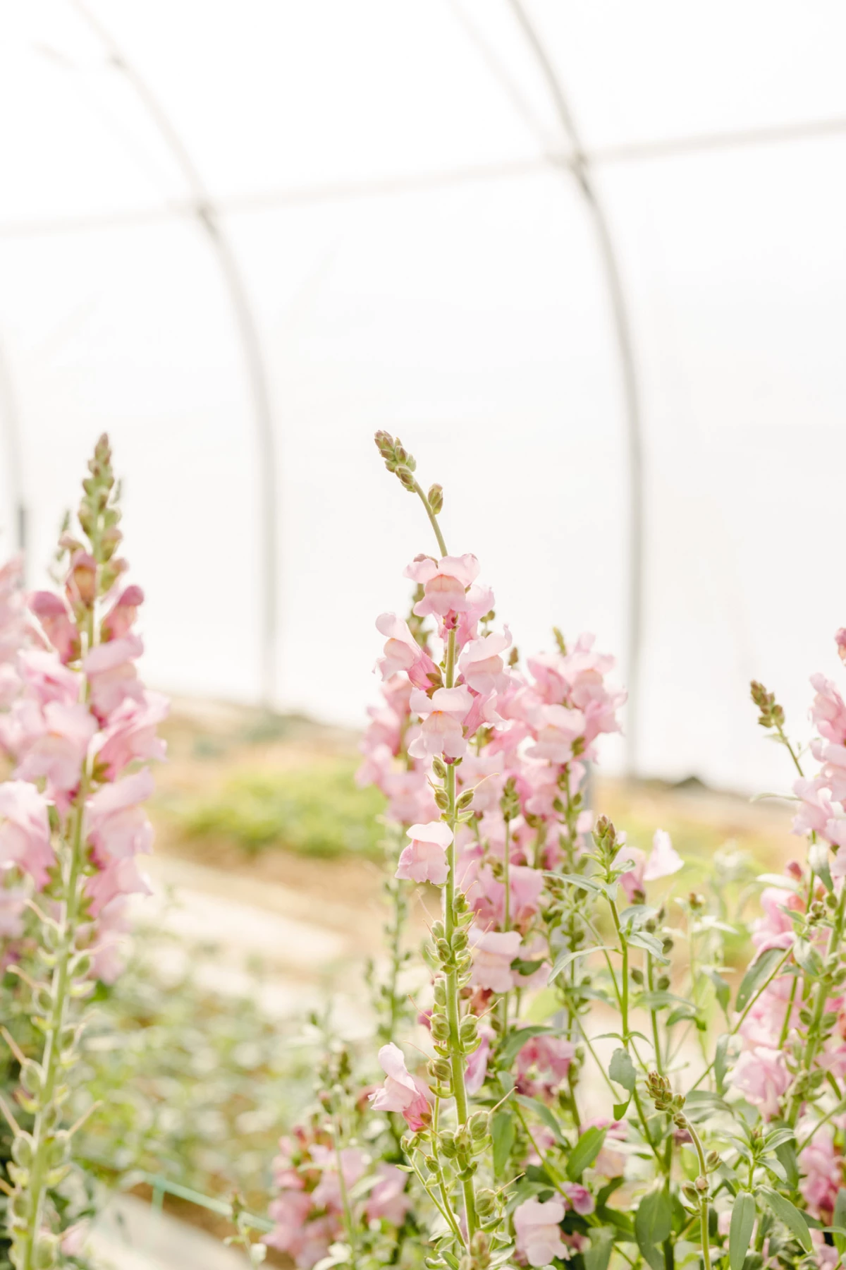 fleur pétale rose beige gris