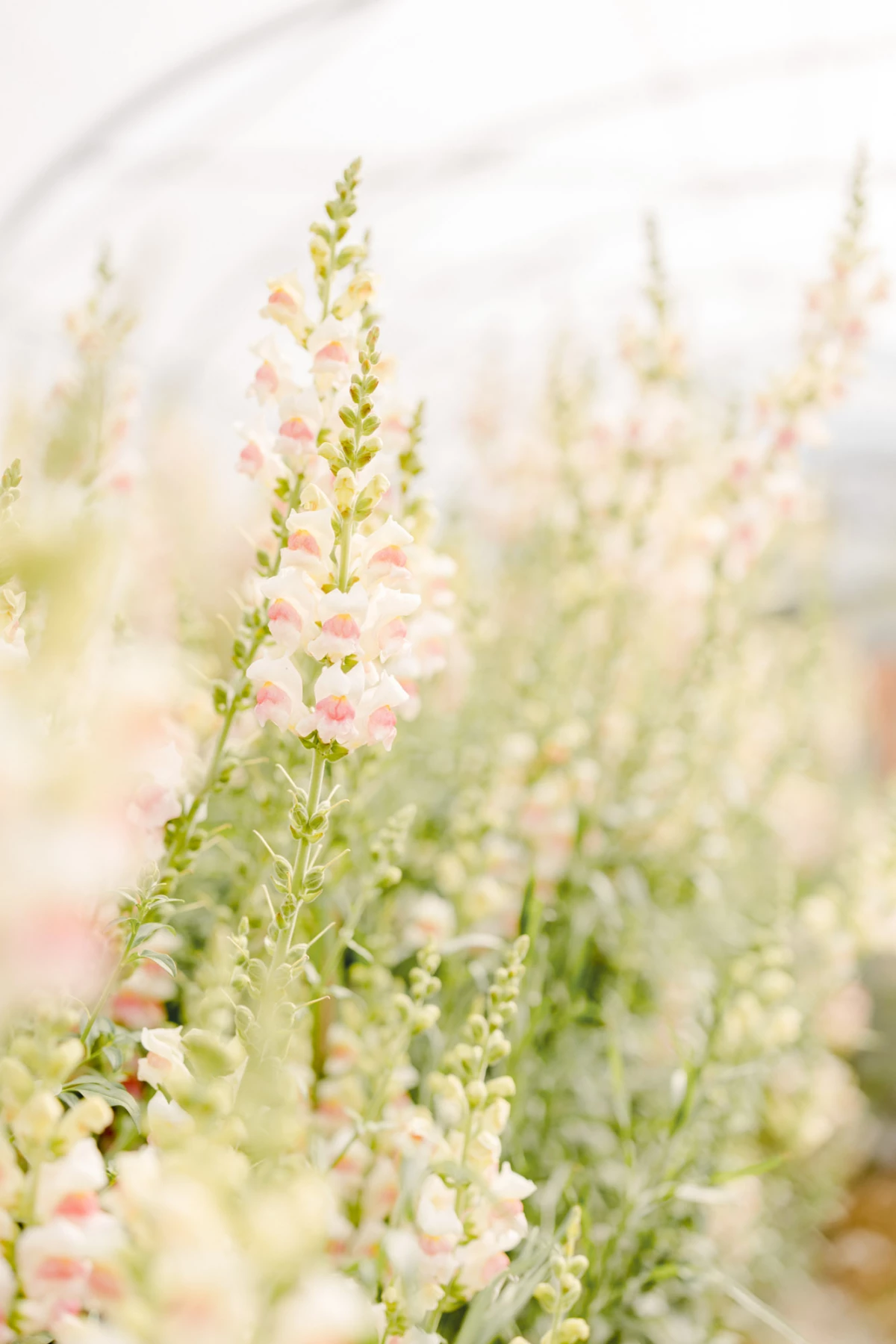 fleur pétale rose gris marron