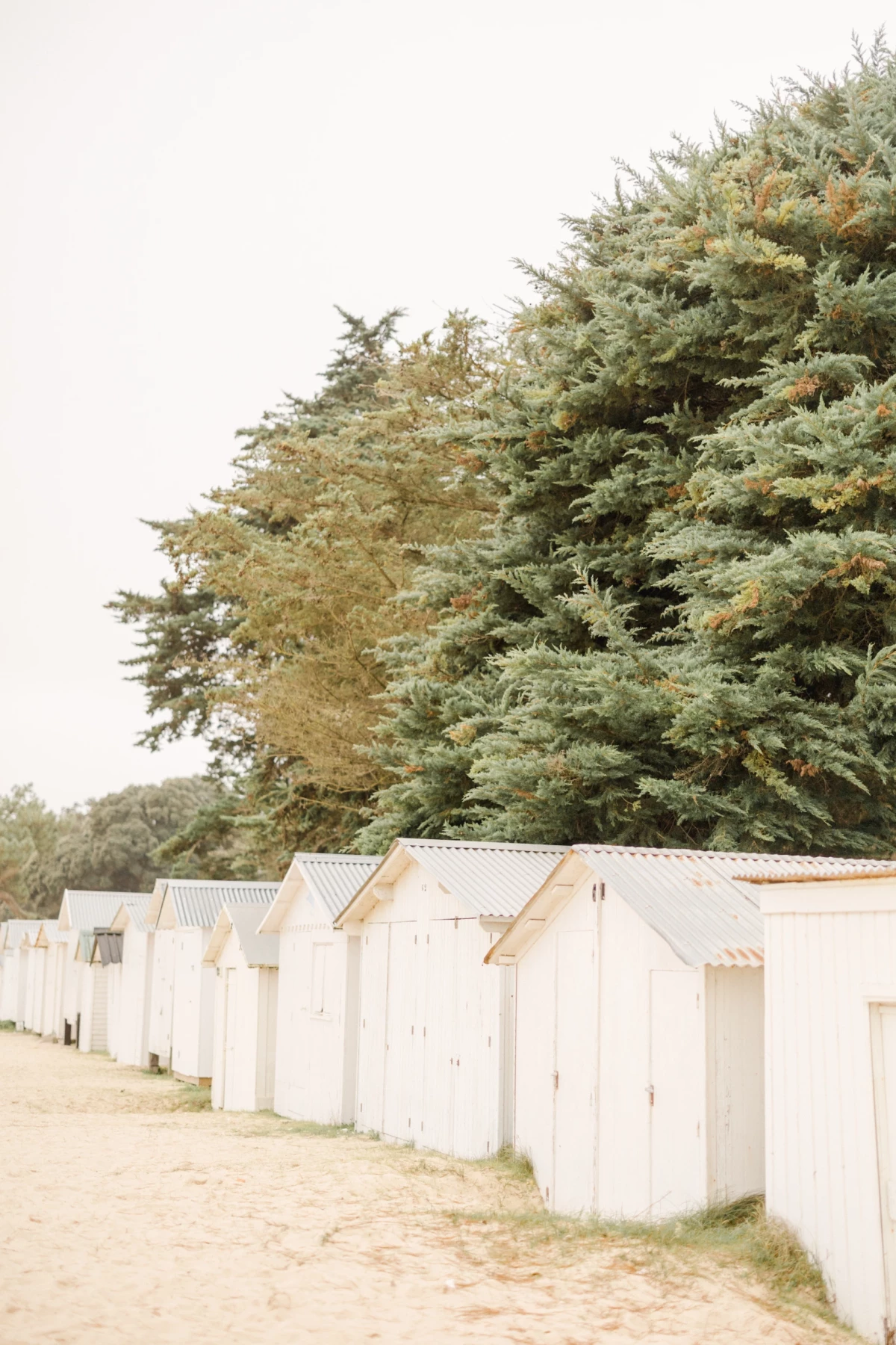 Rangée de cabines de plage blanches bordée de pins majestueux sous un ciel doux et lumineux