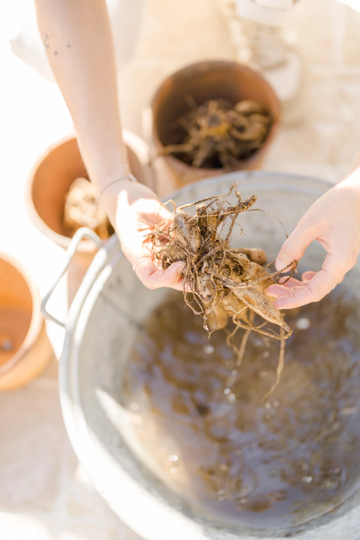 Séance famille jardinage : mains d'enfant tenant des racines séchées au-dessus d'un pot en verre, moment de complicité mère-fille en Vendée