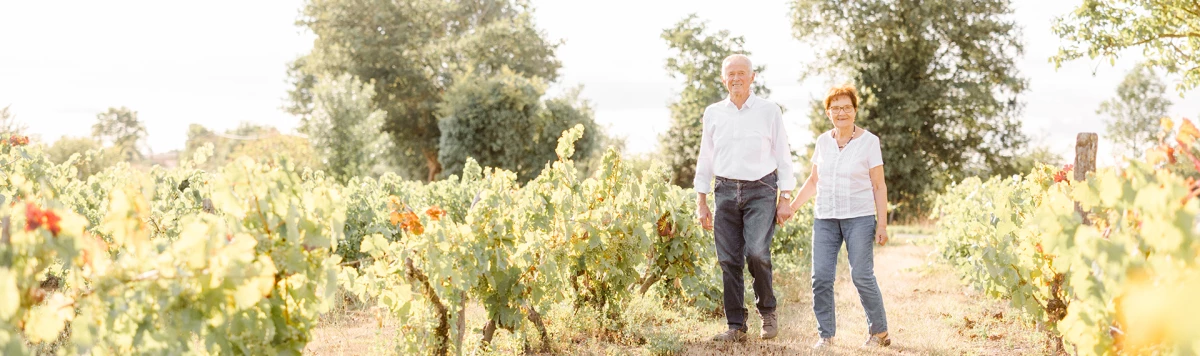 plantation sol vignes vignoble ferme