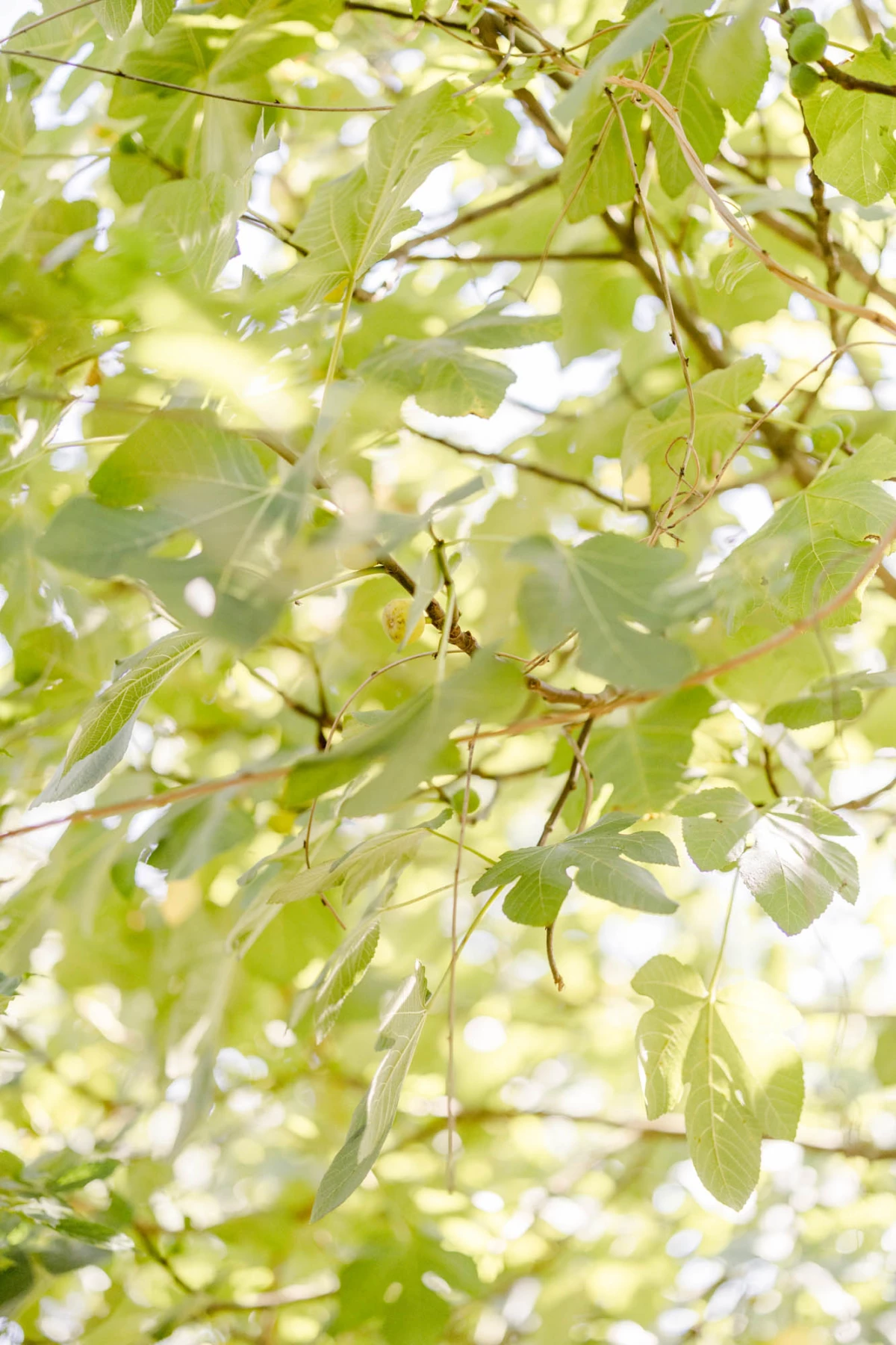 feuille, bifurquer, vert, jaune, brindille