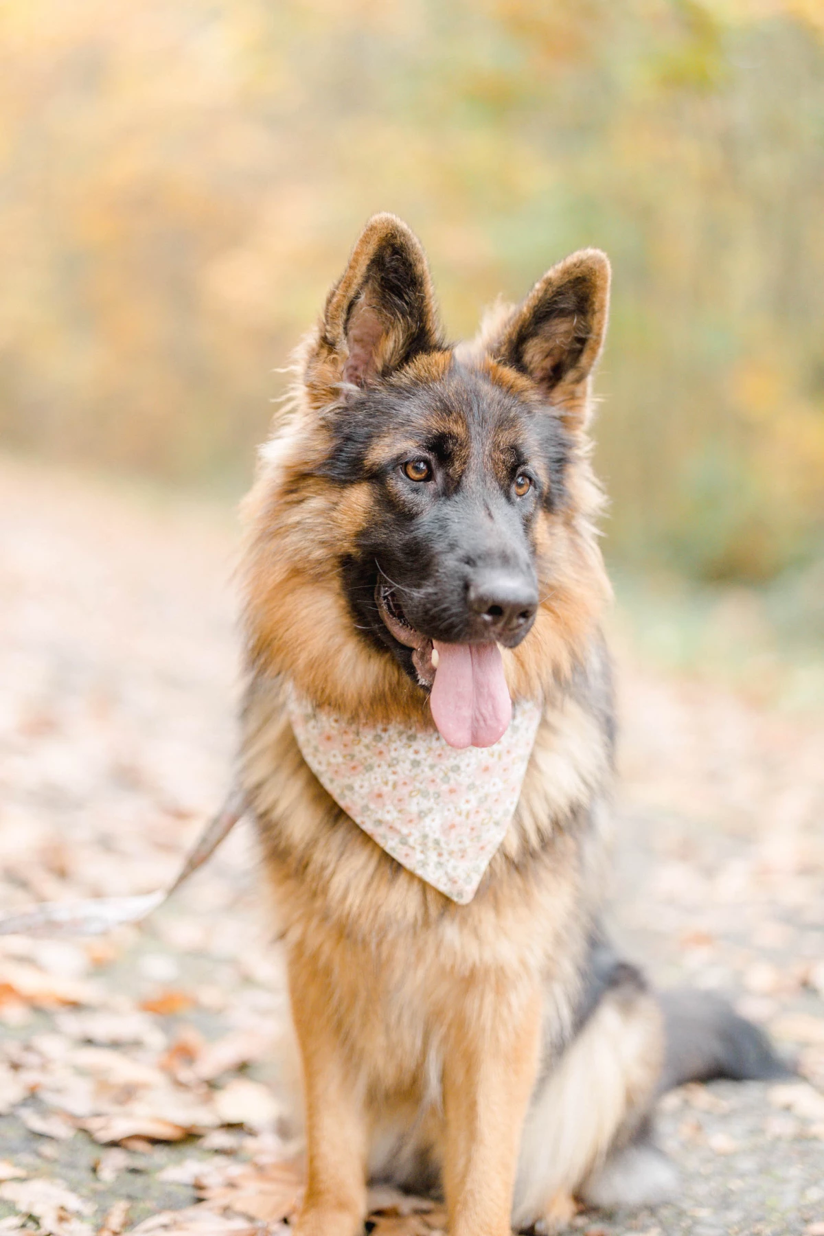 beige marron gris animal extérieur