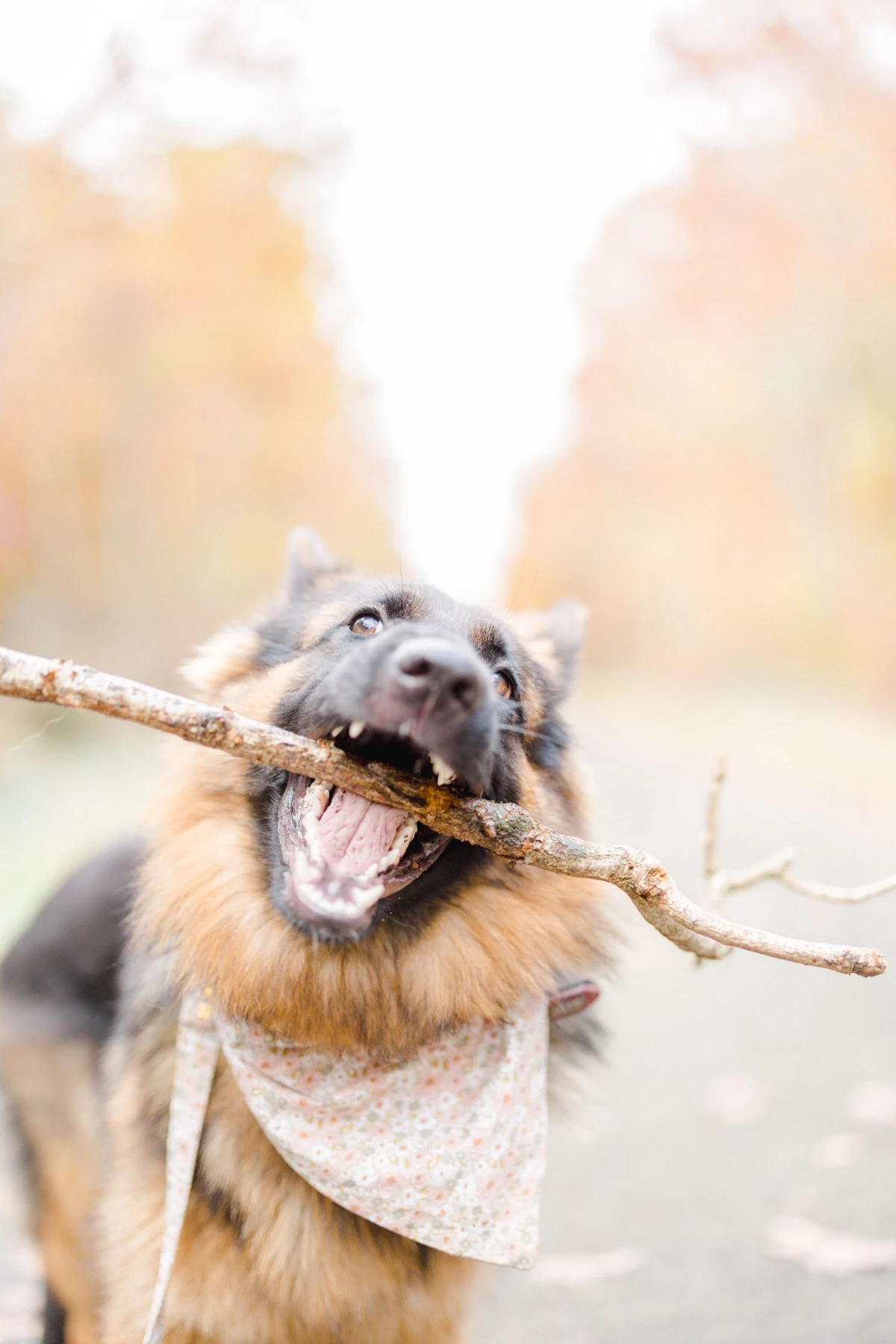 gris marron animal extérieur