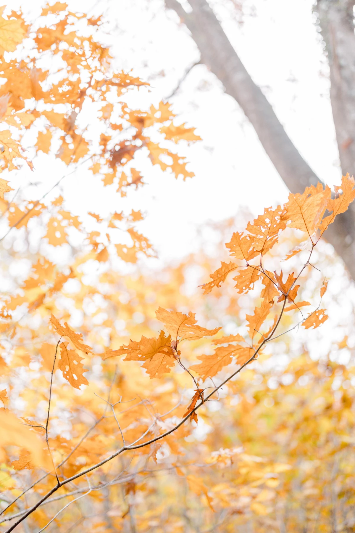feuille jaune orange érable rose