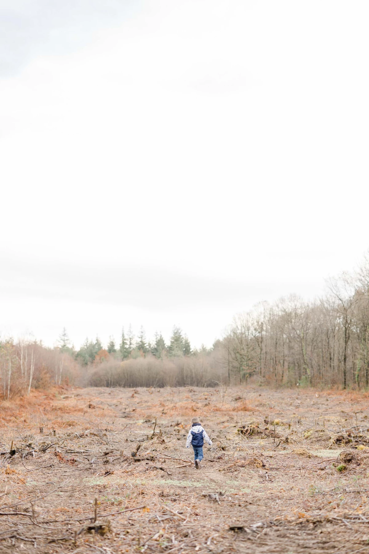 bois forêt sol arbustes gris