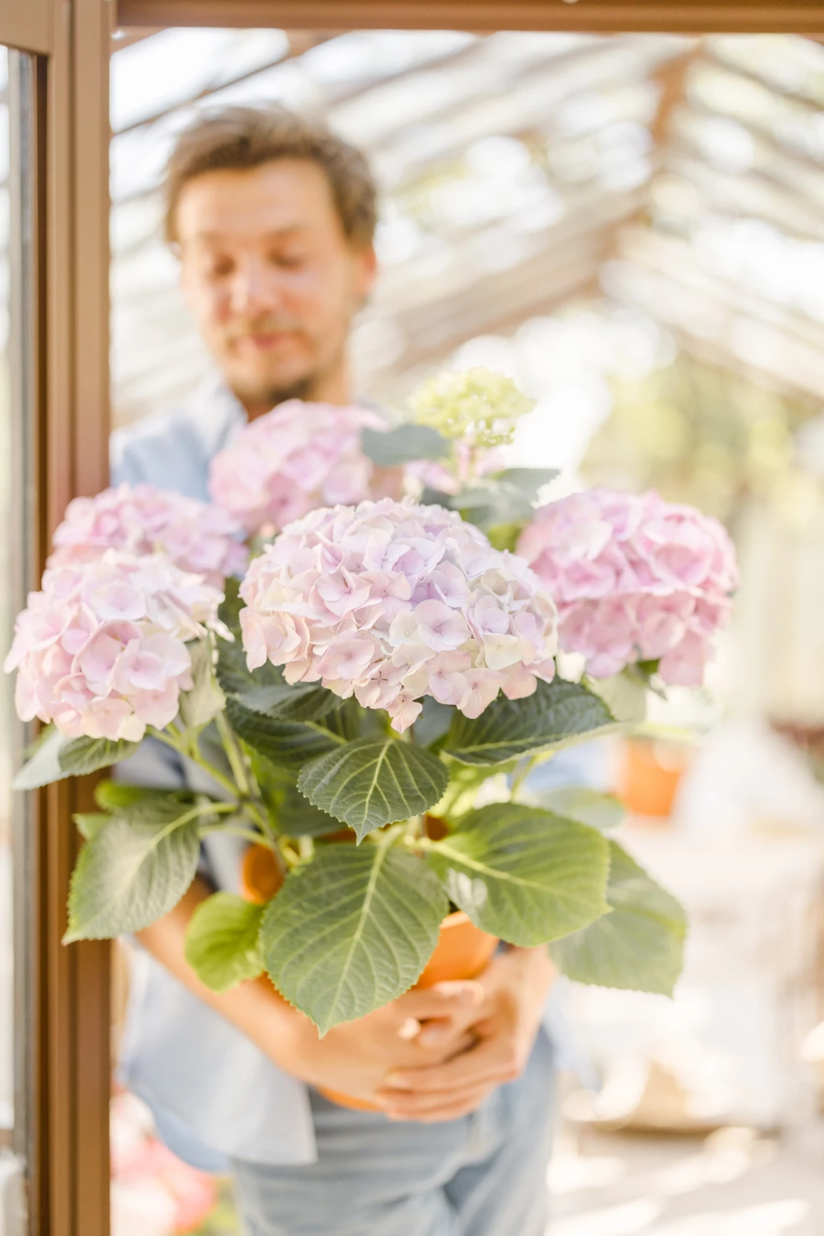 Portrait corporate fleuriste : artisan présente un bouquet d'hortensias roses dans une verrière lumineuse, ambiance douce et professionnelle