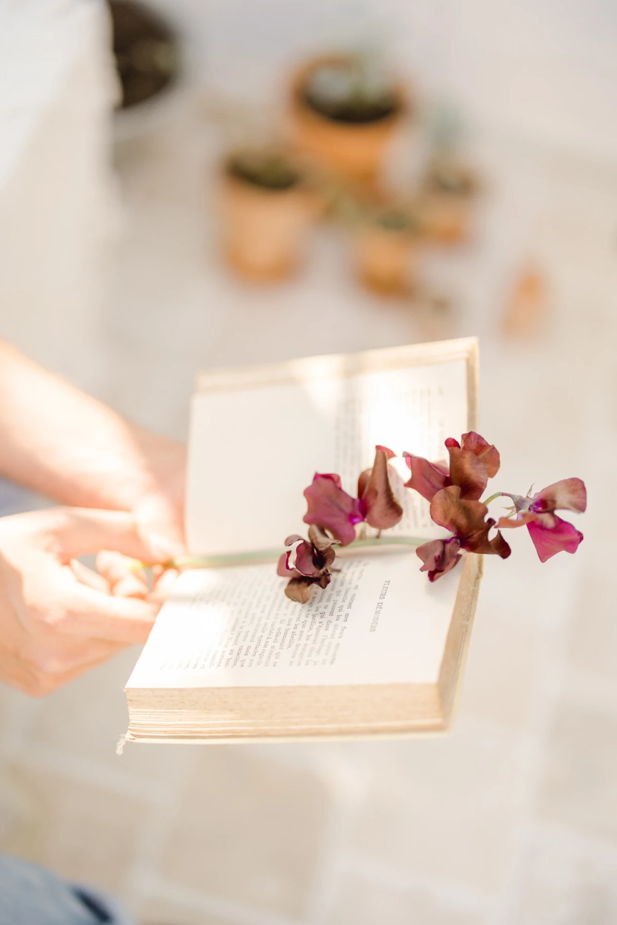 Portrait corporate fleuriste : mains tenant un livre ancien orné de fleurs séchées dans une ambiance douce et naturelle