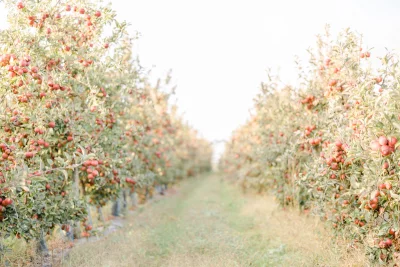 Allée de pommiers chargés de fruits rouges dans un verger champêtre, lumière douce et naturelle