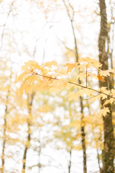 feuille bois jaune forêt beige